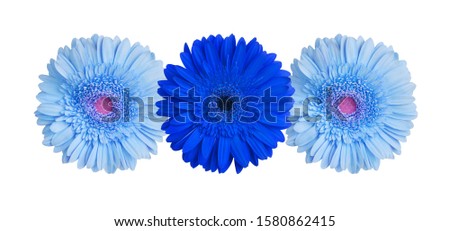 Three light blue and dark blue gerbera flowers on white background isolated close up, gerber flower pattern, decorative floral border, daisies holiday decoration, daisy head top view, design element