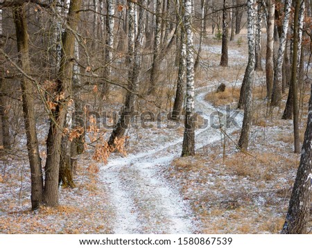 first snow. winter forest snowy white road