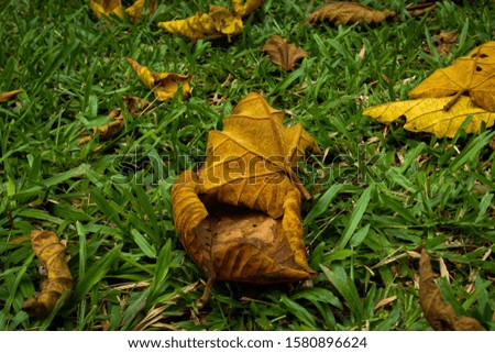 a pile of dried leaves on the green grass