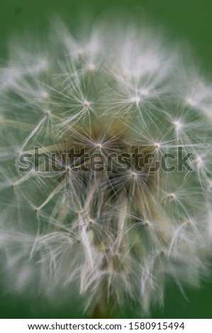 Common dandelion on a green background. Macro shot