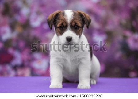 puppy Jack Russell Terrier dog on a lilac floral background