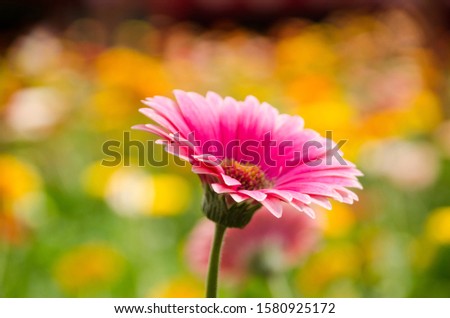 Closeup of a Gerbera Daisy flower in the field.