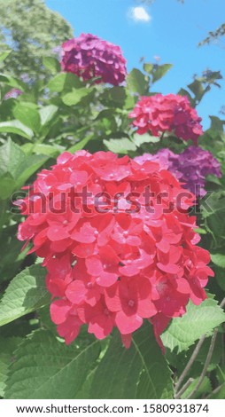 This is a picture of the hydrangea on a sunny day.