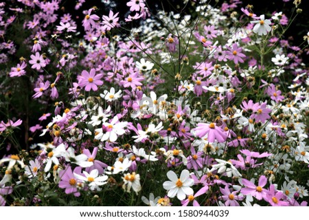 Beautiful purple and white Cosmos flowers in the garden. Violet flowers pictures. Cosmos bipinnatus, commonly called the garden cosmos or Mexican aster.