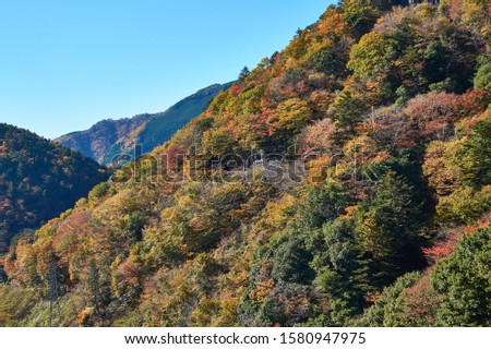 Autumn leaves of Oigawa
Shizuoka Prefecture scenery
