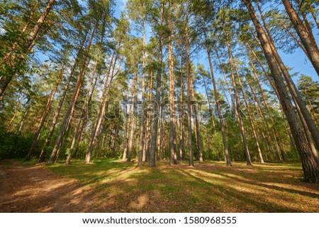 Sunny green european forest landscape on a summer day with beautiful trees and forest trail and lush leaves