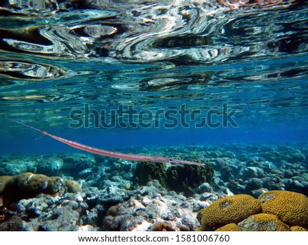 Red sea coral reef with Needlefish. Red Sea, Egypt