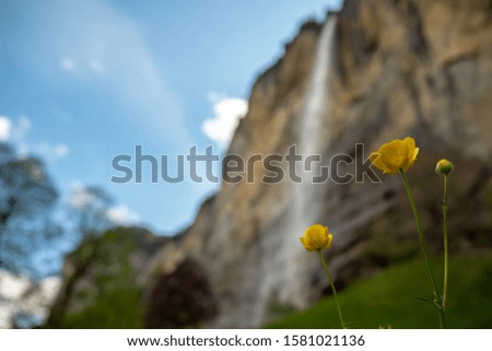 Small cute flower on blurred big waterfall and clear blue sky background with copy space