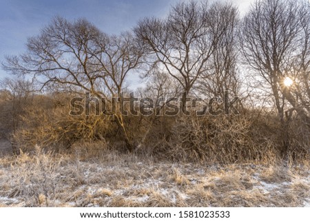 Meadow and bushes covered with frost  at sunrise in early winter season.