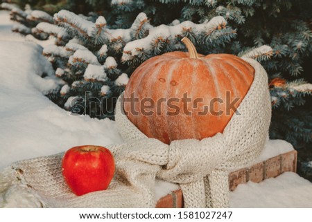 Autumn still life on the snow. A round ripe orange pumpkin lies on a white snow cover. A woolen scarf is wound around the pumpkin. On a scarf lies a red apple


