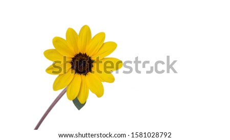 Beautiful California Brittlebush Flowers (Yellow flower) isolate on white background Royalty-Free Stock Photo #1581028792