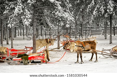 Reindeer sleigh in Finland in Rovaniemi at farm. Christmas sledge at winter sled ride safari with snow Finnish Arctic north pole. Fun with Norway Saami animals.