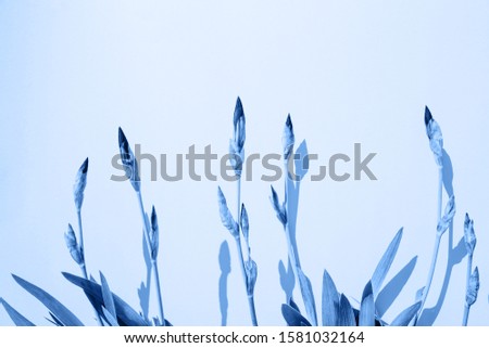 Classic blue Pantone 2020 color official. ires flowers on soft pink background lighted by the sun.
