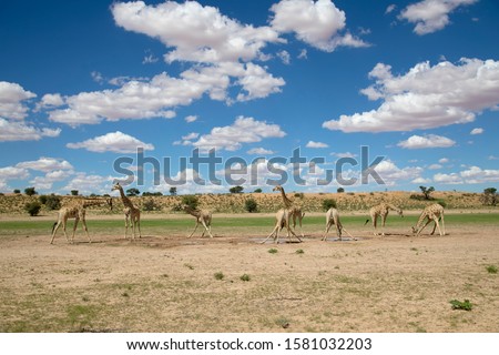Giraffes (Giraffa giraffa giraffa), Kgalagadi Transfrontier Park, Kalahari desert, South Africa/Botswana