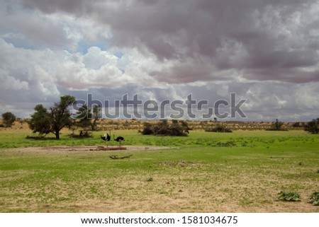 Kgalagadi Transfrontier Park in rainy season, Kalahari desert, south Africa/Botswana.
