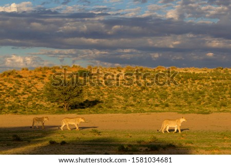 Kgalagadi Transfrontier Park in rainy season, Kalahari desert, south Africa/Botswana.