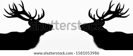 Deer with a white background