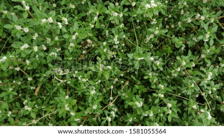Green weeds in the surrounding environment, suitable for use as a background image