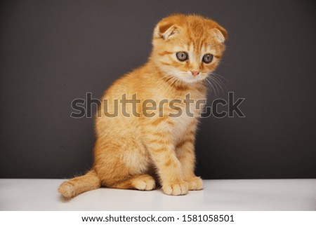 red kitten breed Scottish fold sits on a dark background