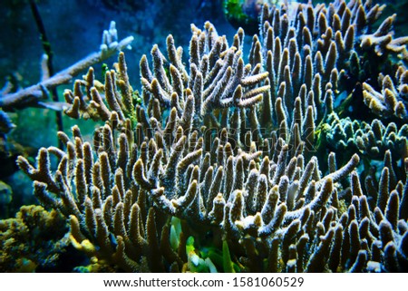 Aquarium marine coral, close-up picture