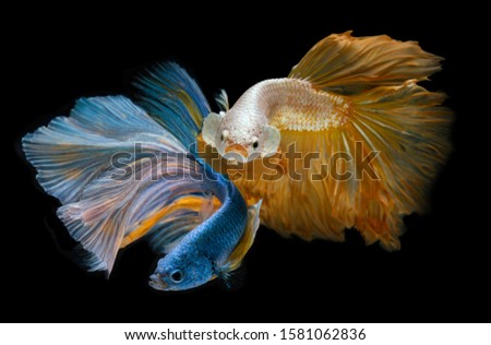 Silver gold and blue long half moon Betta fishes or Siamese fighting fish with black background.