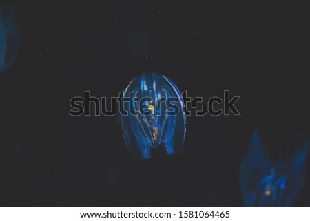 Strange multicolor jellyfish swimming in the dark.