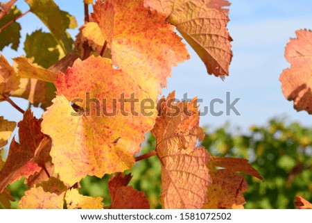 Vine leaves with autumn colors in a vineyard.
