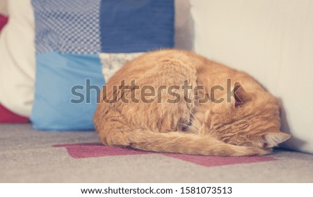Close up picture of red tabby cat sleeping on the sofa at home