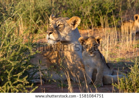 African lion (Panthera leo) -Female and cub, in the bush, Kgalagadi Transfrontier Park, Kalahari desert, South Africa/Botswana