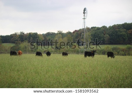 cows walking in green grass
