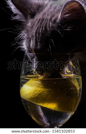 Gray cat drinking a glass of lemon drink on a black background