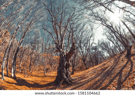 Picturesque autumn forest on a background of nature