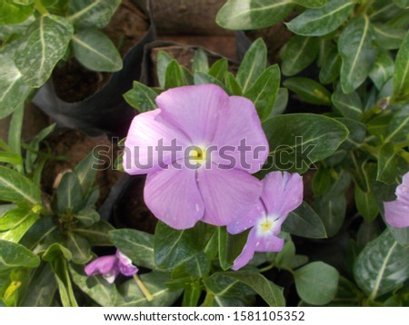 A desert rose flower captured with plants on background.