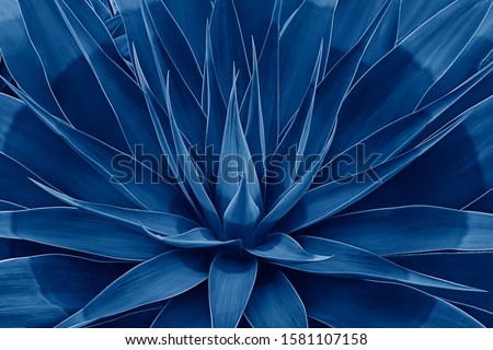 Beautifully bloomed agave leaves like lotus flower. Natural floral pattern agave plant succulent concept. Toned image with trend color of 2020 year Classic blue