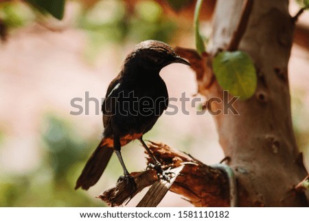 Closeup shot of small black bird sitting on tree