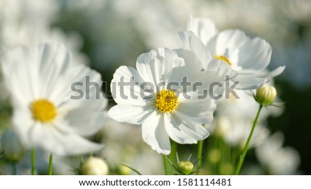 Closeup White Cosmos flowers (Cosmos Bipinnatus) in the garden Royalty-Free Stock Photo #1581114481