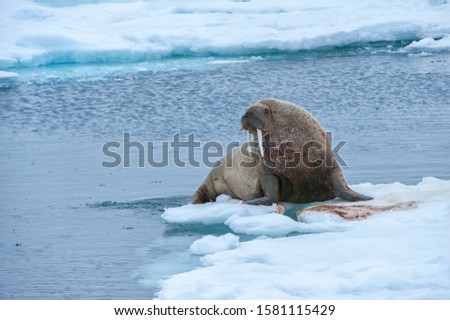 Walrus (Odobenus rosmarus), Torellneset Island, Svalbard Archipelago, Arctic Norway