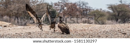 Vultures flying away from along A1 road, Serule, Botswana.