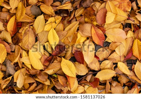 autumn brown leaves on the ground top view