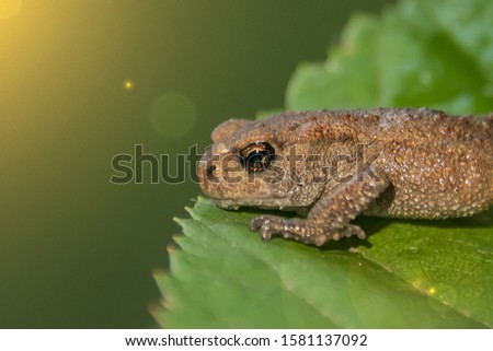 a small frog sits on a green leaf