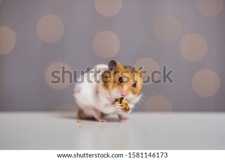 Cute dwarf hamster eats walnut and looks at camera. Bokeh lights background, holiday decoration, studio photo.