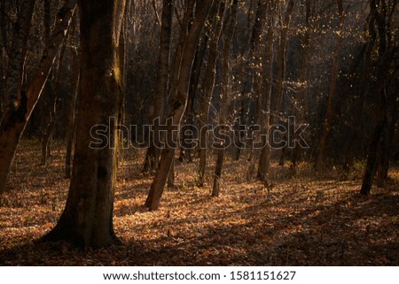 View of the autumn forest at sunset