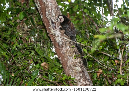 Monkey photographed in Linhares, Espirito Santo. Southeast of Brazil. Atlantic Forest Biome. Picture made in 2014.