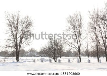 Winter landscape. Field covered with snow and bald trees