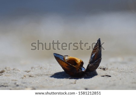 Close-up opened mussel at the seashore, summer photo