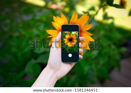 hand using phone taking photo beauty sunflower in bavaria