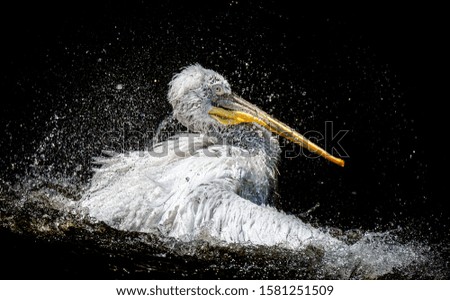 Brown Pelican Pelecanus occidentalis shaking water off feathers with flapping wings, drops of water glittering.