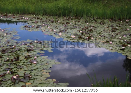 Pond flowers in Hokkaido, Japan