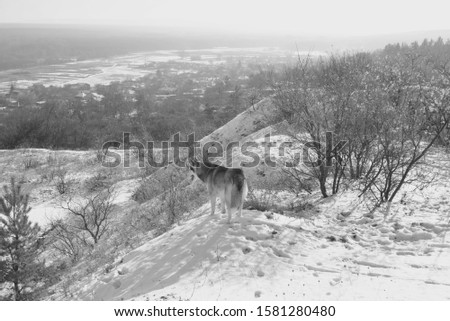 a wolf stands on top of a snowy mountain and looks at the village below. Back view. Black and white photo