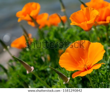 California Poppies growing along side the water in San Diego.  The Poppies and water in the background are blurred to make a beautiful landscape.  The Poppy is the state flower of CA.
